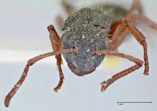 Polyrhachis marginata - FOCOL2607