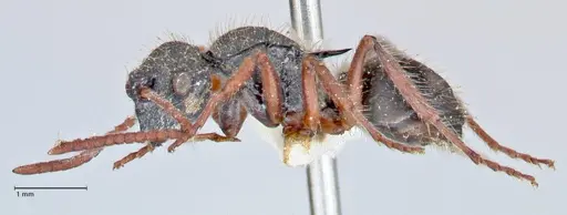 Polyrhachis marginata - FOCOL2607