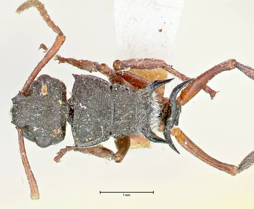 Polyrhachis marginata - FOCOL2608