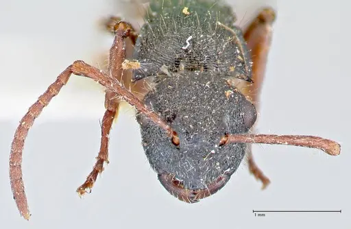 Polyrhachis marginata - FOCOL2608