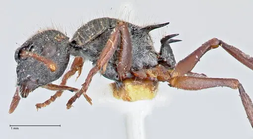 Polyrhachis marginata - FOCOL2608