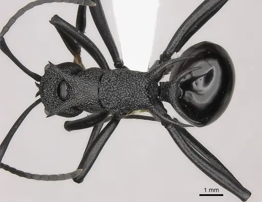 Polyrhachis maryatiae specimen