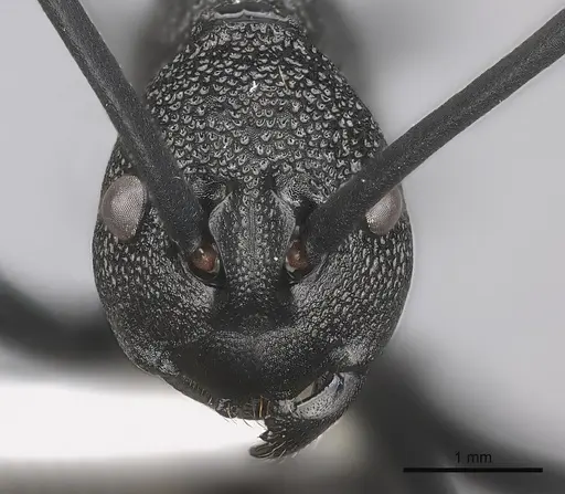 Polyrhachis maryatiae specimen