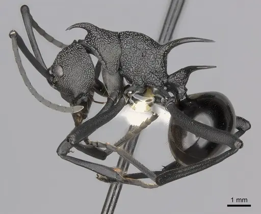 Polyrhachis maryatiae specimen