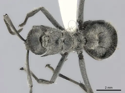 Polyrhachis medusa specimen