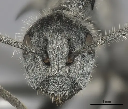 Polyrhachis medusa specimen