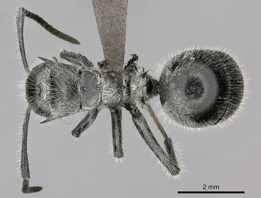 Polyrhachis medusa - CASENT0235674