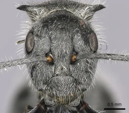 Polyrhachis medusa - CASENT0235674