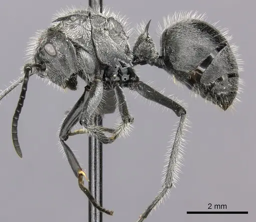 Polyrhachis medusa - CASENT0235674