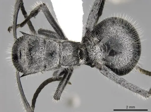 Polyrhachis medusa - CASENT0281450