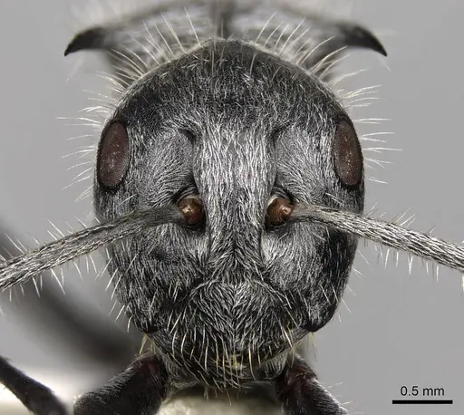 Polyrhachis medusa - CASENT0281450