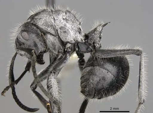 Polyrhachis medusa - CASENT0281450