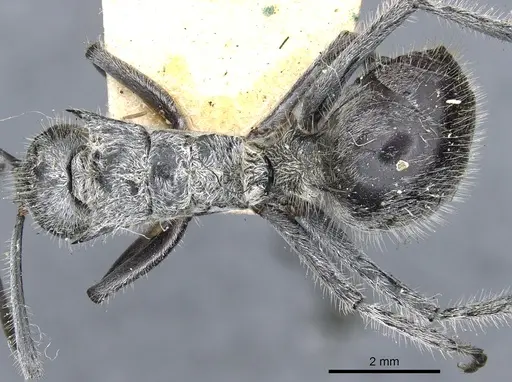 Polyrhachis medusa - CASENT0903453