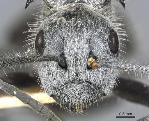 Polyrhachis medusa - CASENT0903453