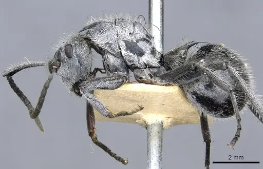 Polyrhachis medusa - CASENT0903453