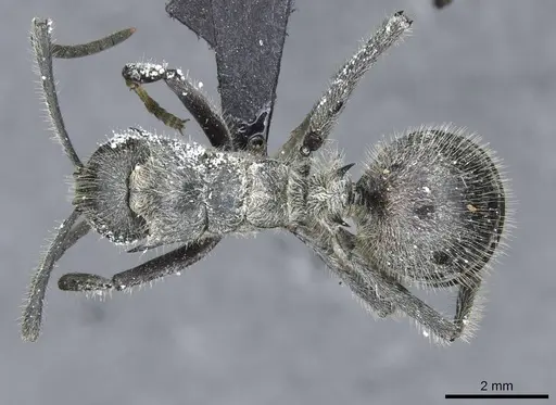 Polyrhachis medusa - CASENT0910905