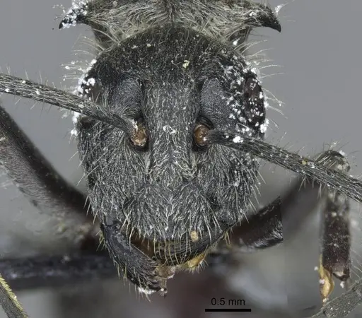 Polyrhachis medusa - CASENT0910905