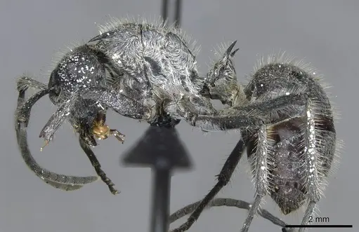 Polyrhachis medusa - CASENT0910905