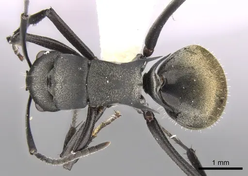 Polyrhachis melanura specimen