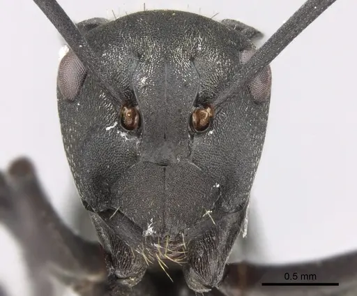 Polyrhachis melanura specimen
