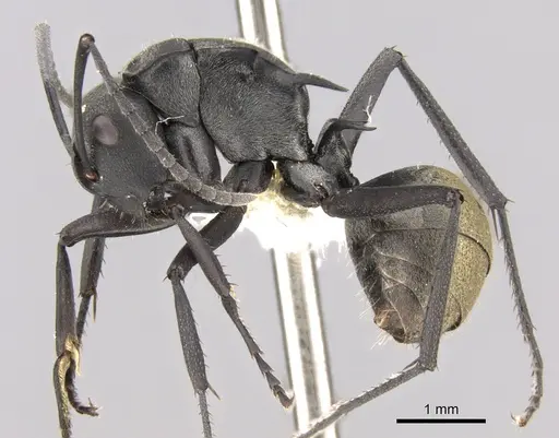 Polyrhachis melanura specimen