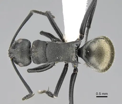 Polyrhachis melanura - CASENT0740821