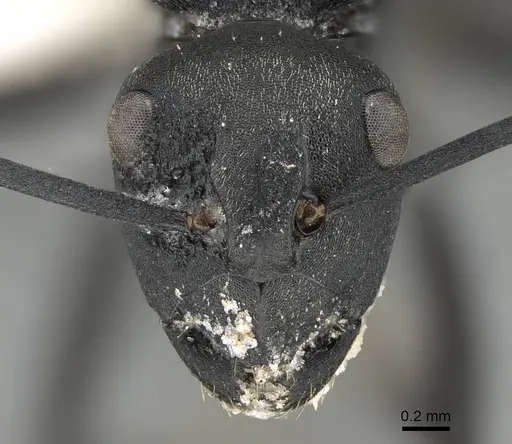 Polyrhachis melanura - CASENT0740821