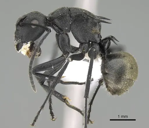 Polyrhachis melanura - CASENT0740821