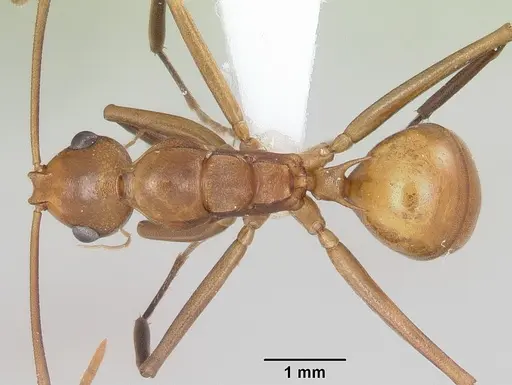 Polyrhachis mellita specimen