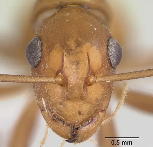 Polyrhachis mellita specimen