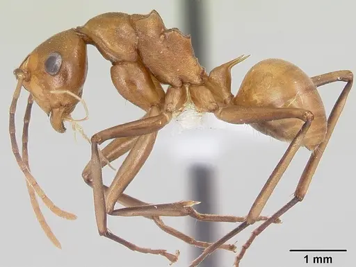 Polyrhachis mellita specimen