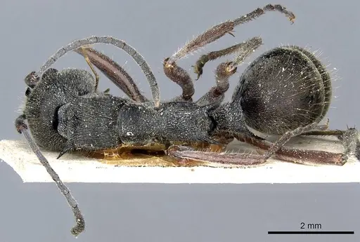 Polyrhachis melpomene specimen