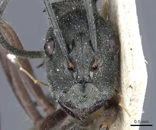 Polyrhachis melpomene specimen