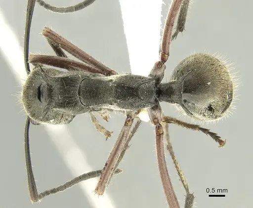 Polyrhachis melpomene - CASENT0906736