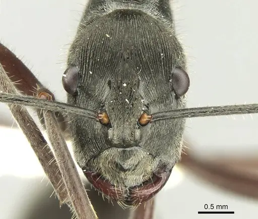 Polyrhachis melpomene - CASENT0906736