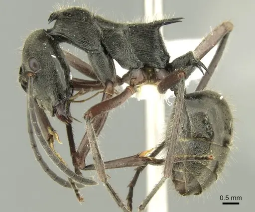 Polyrhachis melpomene - CASENT0906736