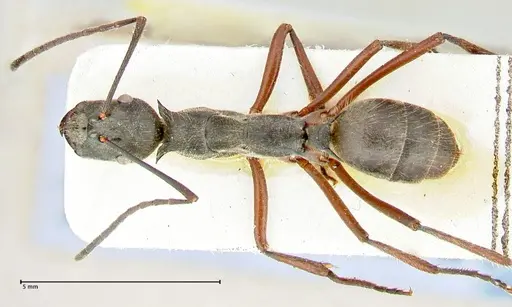 Polyrhachis melpomene - FOCOL2594
