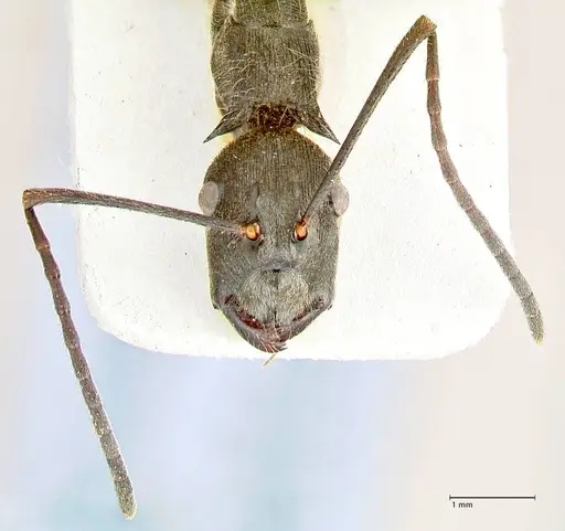 Polyrhachis melpomene - FOCOL2594