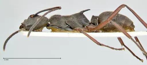 Polyrhachis melpomene - FOCOL2594