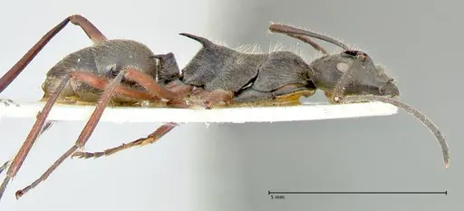 Polyrhachis melpomene - FOCOL2594