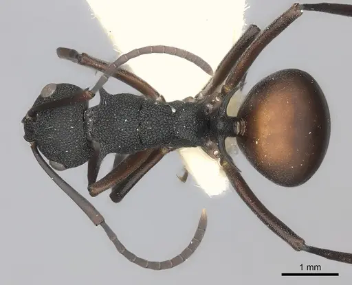 Polyrhachis menelas specimen