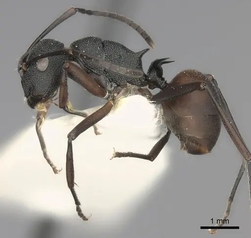 Polyrhachis menelas specimen