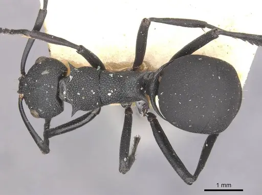 Polyrhachis menelas - CASENT0910891
