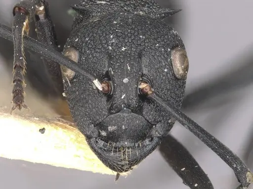 Polyrhachis menelas - CASENT0910891
