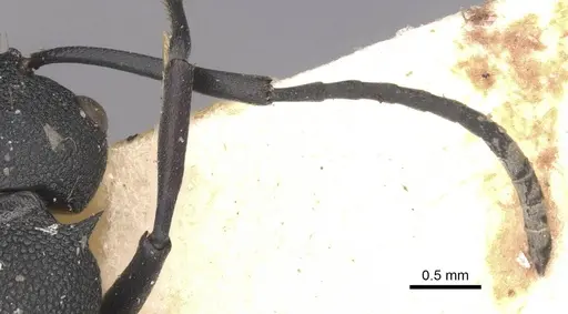 Polyrhachis menelas - CASENT0910891