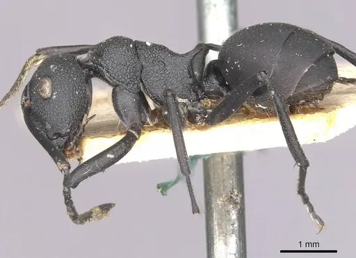 Polyrhachis menelas - CASENT0910891