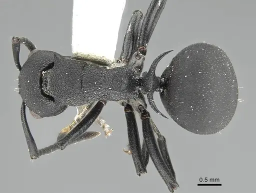 Polyrhachis menelas - CASENT0919912