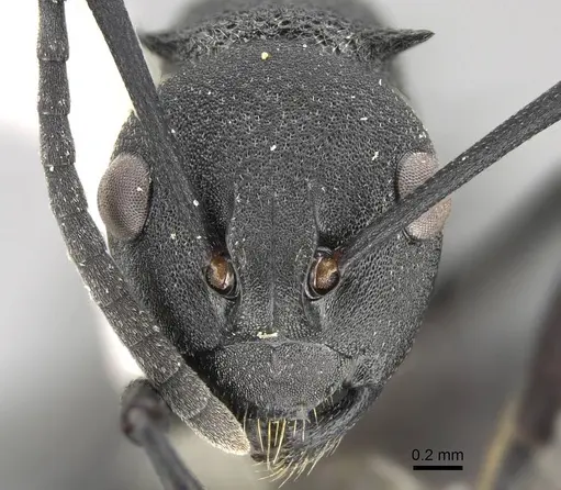 Polyrhachis menelas - CASENT0919912