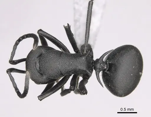 Polyrhachis menelas - CASENT0923235