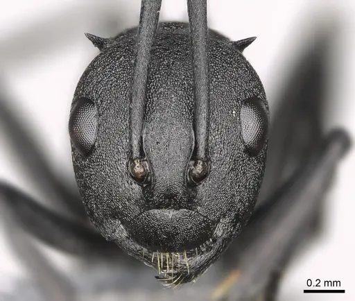 Polyrhachis menelas - CASENT0923235